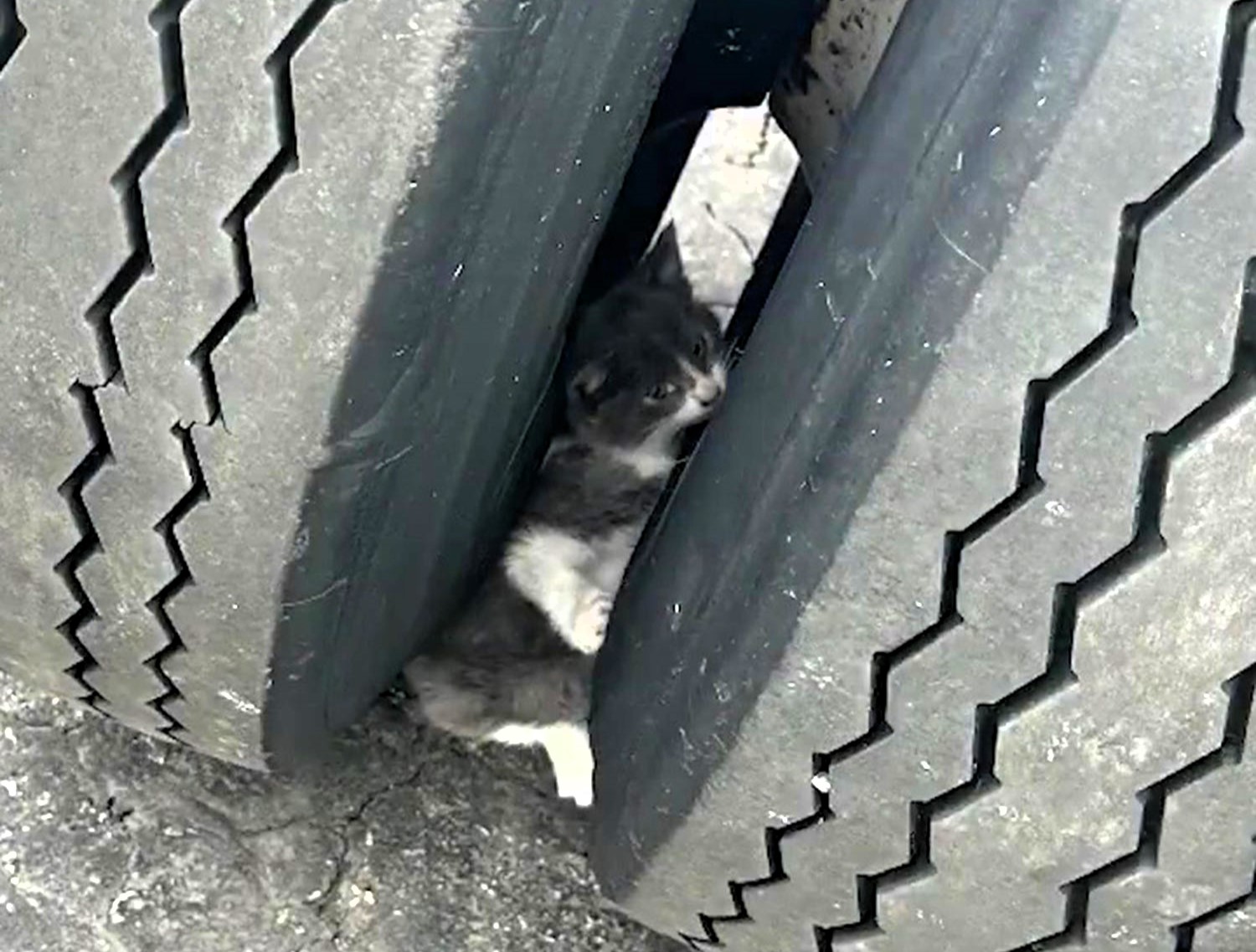 Kitten rescued from lorry tyres on Ohio Turnpike. Watch the heartwarming rescue by Ohio State Highway Patrol, ensuring a safe outcome for the curious feline.