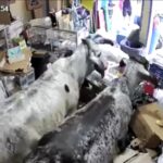 Two cows stormed a store in Corinto, Colombia, causing chaos and significant damage. Locals eventually managed to remove the animals safely. No injuries reported.