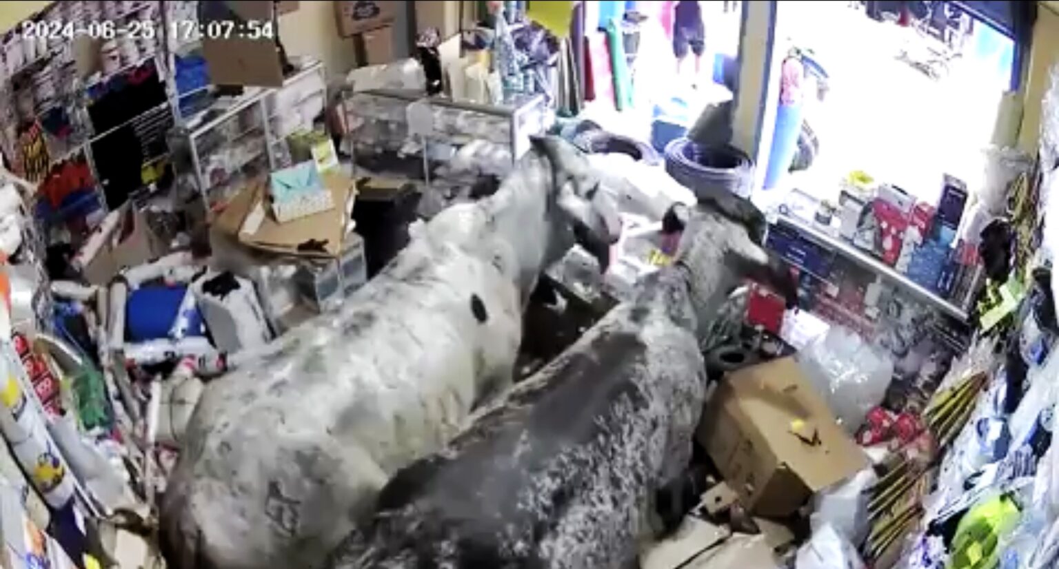 Two cows stormed a store in Corinto, Colombia, causing chaos and significant damage. Locals eventually managed to remove the animals safely. No injuries reported.