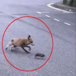 A fox kills a giant rat and carries it into a primary school in broad daylight, stunning locals in Bethnal Green. Witness the unusual street showdown that left onlookers amazed.