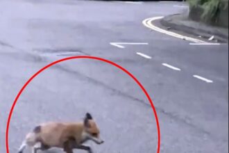 A fox kills a giant rat and carries it into a primary school in broad daylight, stunning locals in Bethnal Green. Witness the unusual street showdown that left onlookers amazed.