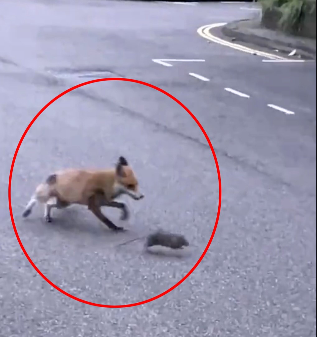A fox kills a giant rat and carries it into a primary school in broad daylight, stunning locals in Bethnal Green. Witness the unusual street showdown that left onlookers amazed.