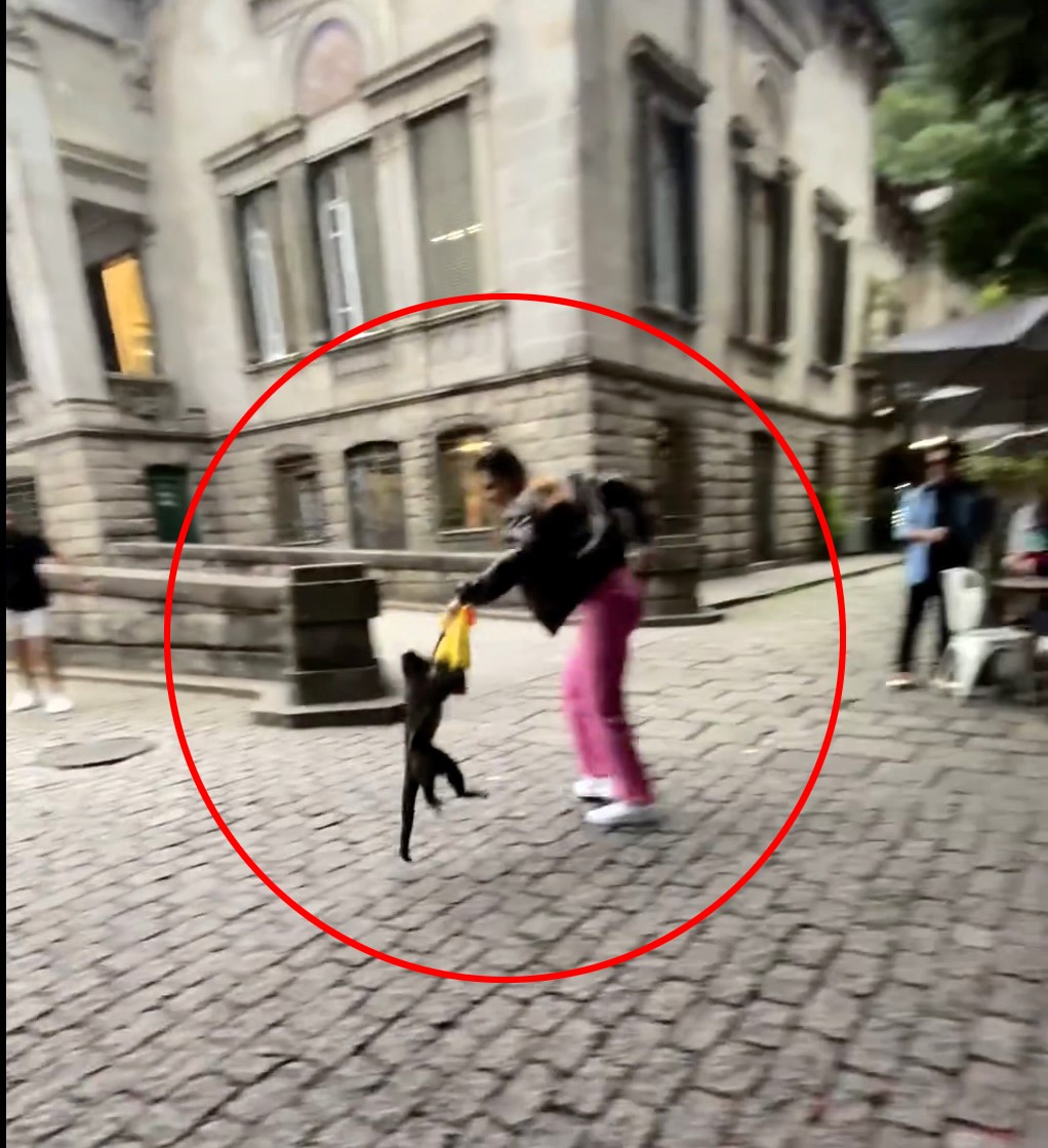 Influencer Lou Amorim was nearly robbed by a monkey in Rio de Janeiro's Parque Lage. The monkey tried to snatch her bag, causing her to scream loudly. The incident was filmed.