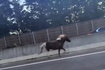 A pony caused chaos on the M4 near Heathrow, trotting against traffic and blocking lanes. Discover the hilarious reactions and police efforts to capture the escapee.
