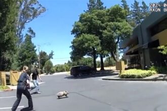 A fast and strong piglet named Pickles gave officers the runaround in Sebastopol, escaping while his owner cleaned his poo. After a city-wide chase, Pickles was safely reunited with his owner.
