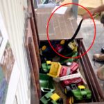 Venomous red-bellied black snake found in children's toy chest in Brisbane. Snake wrangler safely captures and releases it. Incident highlights snake activity in hot weather.