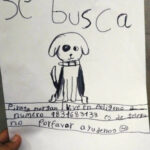 A young girl’s cute drawing led to the rescue of her gran’s missing puppy, Pirate Morgan, after an online campaign in Chetumal, Mexico, recognized the dog’s distinctive features.