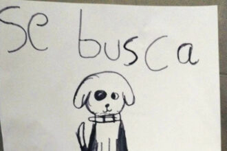 A young girl’s cute drawing led to the rescue of her gran’s missing puppy, Pirate Morgan, after an online campaign in Chetumal, Mexico, recognized the dog’s distinctive features.