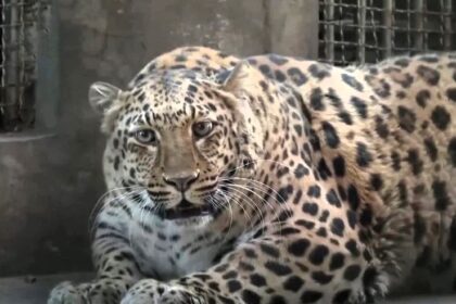 A viral chunky leopard at China's Panzhihua Zoo, resembling Zootopia's Officer Clawhauser, has halted its weight loss plan due to old age, attracting crowds and boosting ticket sales.