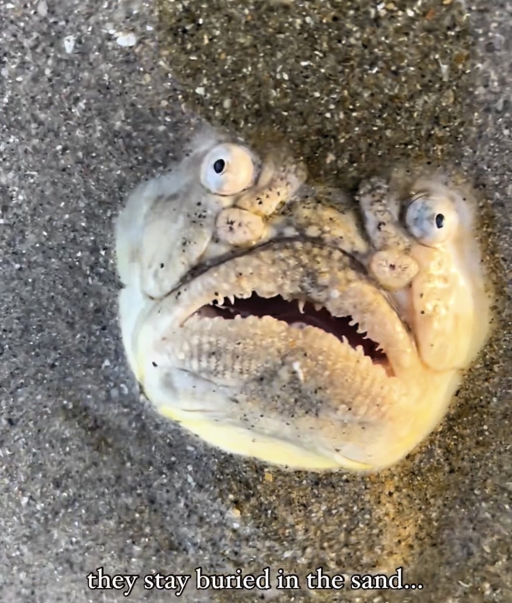 the terrifying longnosed stargazer fish found in Singapore. Venomous, bizarre, and electrifying, this rare sight has social media users vowing never to swim again.
