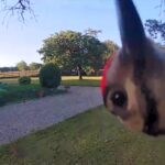 Cheeky woodpecker caught pecking family's Ring doorbell in Boxley, Kent. Joanne and Paul Jones humorously named it Woody after the cartoon character. Watch the funny clip!