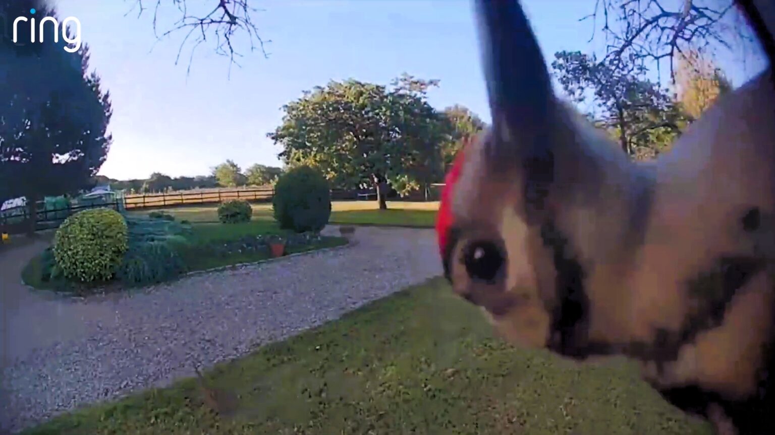 Cheeky woodpecker caught pecking family's Ring doorbell in Boxley, Kent. Joanne and Paul Jones humorously named it Woody after the cartoon character. Watch the funny clip!