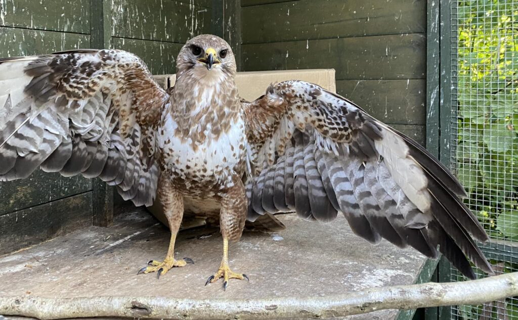 A buzzard survived a 50-mile drive stuck in a car's engine near Halwell, Devon. Rescued by local mechanics, the bird was uninjured and released back into the wild days later.