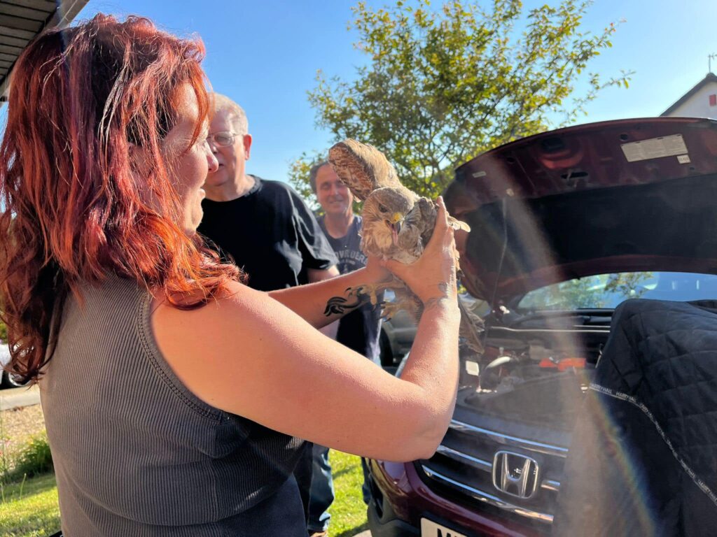 A buzzard survived a 50-mile drive stuck in a car's engine near Halwell, Devon. Rescued by local mechanics, the bird was uninjured and released back into the wild days later.