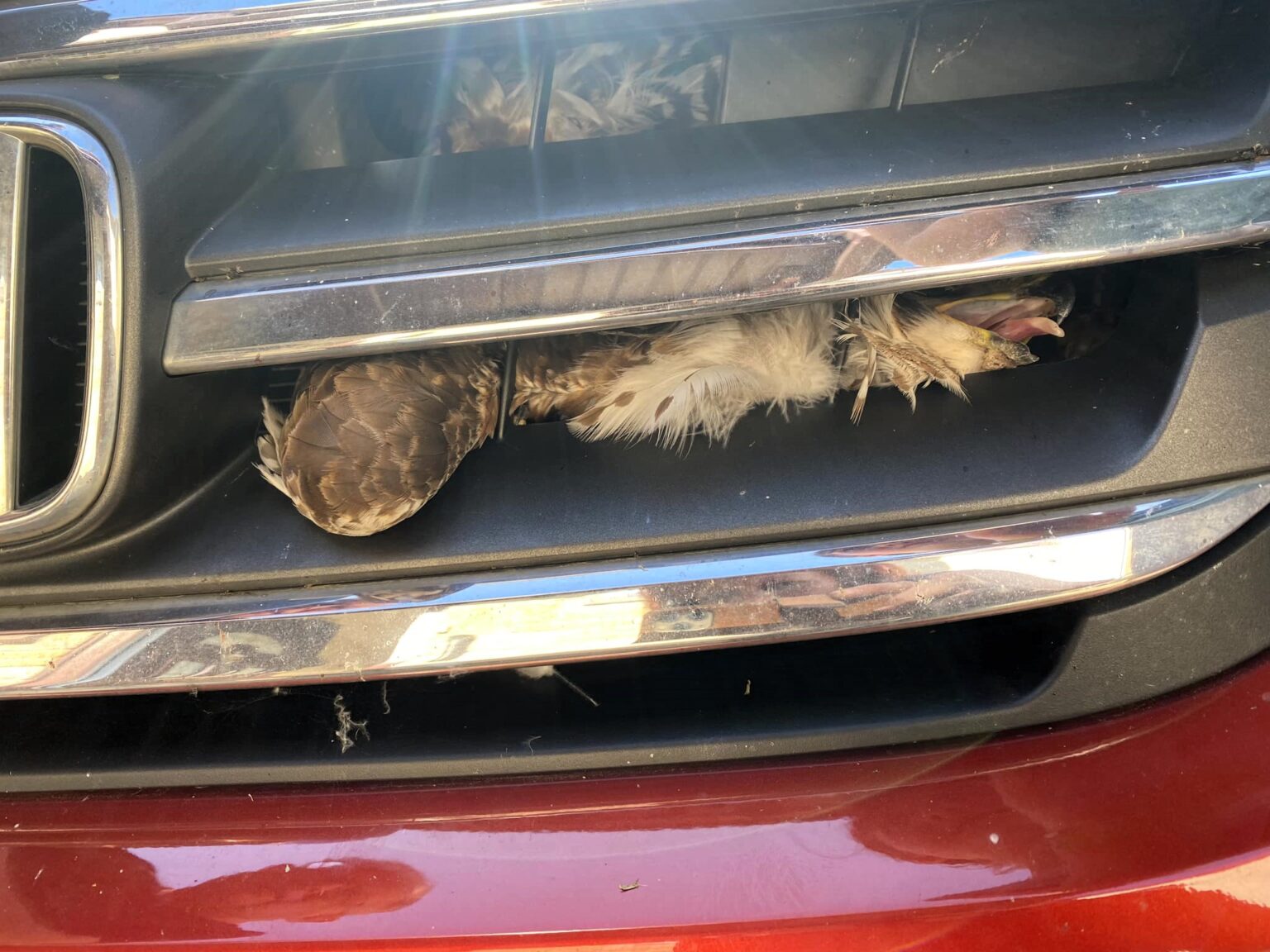 A buzzard survived a 50-mile drive stuck in a car's engine near Halwell, Devon. Rescued by local mechanics, the bird was uninjured and released back into the wild days later.