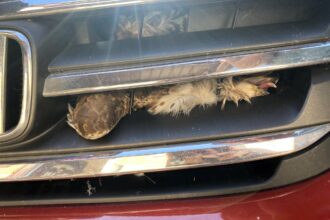 A buzzard survived a 50-mile drive stuck in a car's engine near Halwell, Devon. Rescued by local mechanics, the bird was uninjured and released back into the wild days later.