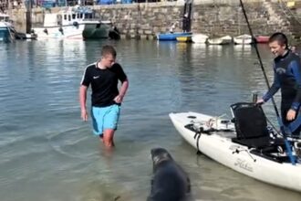 A friendly seal delighted children at Newquay harbour, Cornwall, by swimming close to the beach and interacting with the crowd. The adorable scene was captured on video by a local.