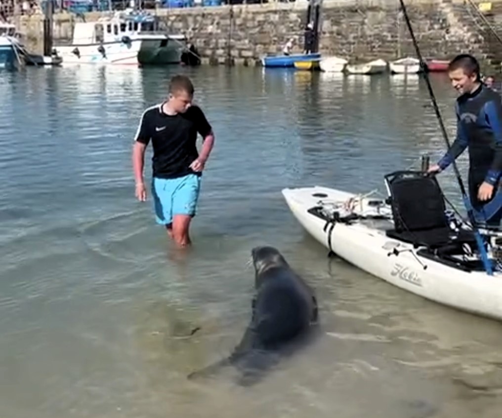 A friendly seal delighted children at Newquay harbour, Cornwall, by swimming close to the beach and interacting with the crowd. The adorable scene was captured on video by a local.