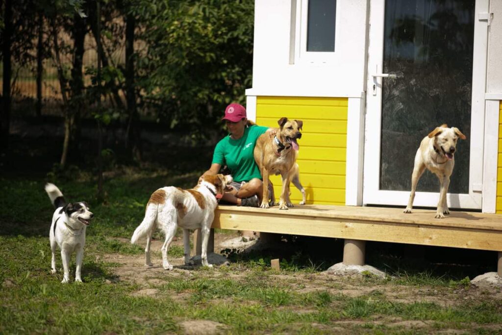 A Polish animal shelter, Fundacja ADA, wows viewers with its five-star amenities for pets, featuring dog cottages, a spa, and a cat empire, offering a luxurious recovery experience.