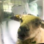 Runaway sheep caught by police in Cefn-y-bedd, North Wales. Officers hoist it into the police car and safely return it to the grateful owner. Incident goes viral.