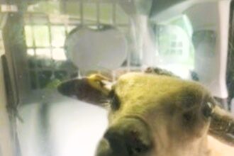 Runaway sheep caught by police in Cefn-y-bedd, North Wales. Officers hoist it into the police car and safely return it to the grateful owner. Incident goes viral.