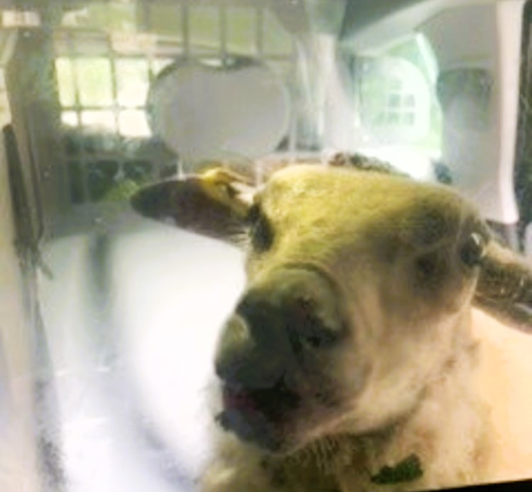 Runaway sheep caught by police in Cefn-y-bedd, North Wales. Officers hoist it into the police car and safely return it to the grateful owner. Incident goes viral.