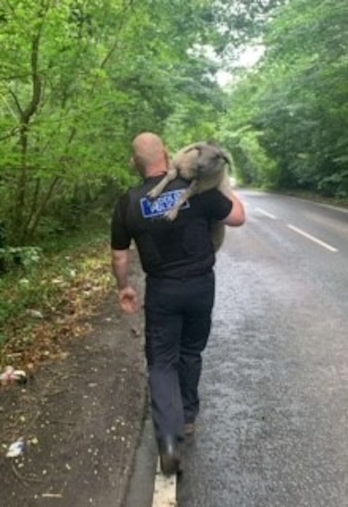 Runaway sheep caught by police in Cefn-y-bedd, North Wales. Officers hoist it into the police car and safely return it to the grateful owner. Incident goes viral.