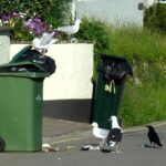 Bird lovers in Jersey warned of £1,000 fines for feeding seagulls, dubbed nuisances for their noise and aggressive behavior. Parish of St Saviour enforces the law to reduce problems.