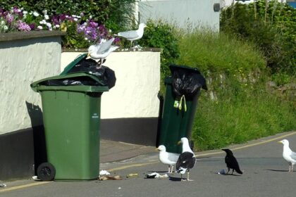 Bird lovers in Jersey warned of £1,000 fines for feeding seagulls, dubbed nuisances for their noise and aggressive behavior. Parish of St Saviour enforces the law to reduce problems.