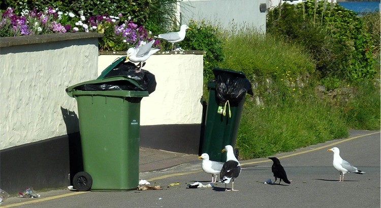 Bird lovers in Jersey warned of £1,000 fines for feeding seagulls, dubbed nuisances for their noise and aggressive behavior. Parish of St Saviour enforces the law to reduce problems.