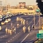 Motorists in Buenos Aires were shocked as 46 horses escaped onto the Pan-American Highway. The horses, from the Argentine Army's Mounted Grenadiers, were safely recaptured.