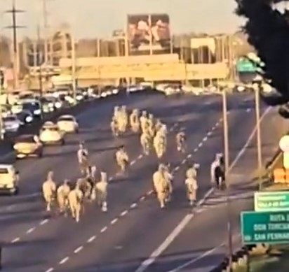 Motorists in Buenos Aires were shocked as 46 horses escaped onto the Pan-American Highway. The horses, from the Argentine Army's Mounted Grenadiers, were safely recaptured.