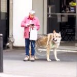 A woman in Paris spotted walking a Czechoslovakian Wolfdog, mistaken for a wolf, goes viral with 71M views. The rare breed, resembling wolves, stirs curiosity and comments.