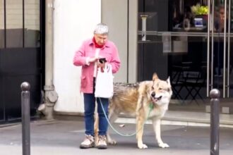 A woman in Paris spotted walking a Czechoslovakian Wolfdog, mistaken for a wolf, goes viral with 71M views. The rare breed, resembling wolves, stirs curiosity and comments.