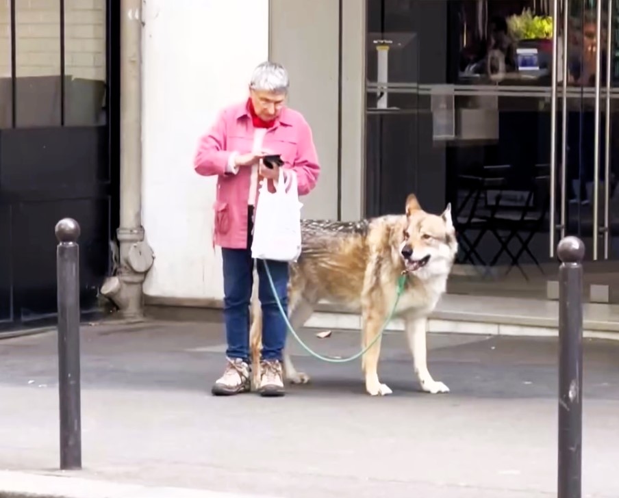 A woman in Paris spotted walking a Czechoslovakian Wolfdog, mistaken for a wolf, goes viral with 71M views. The rare breed, resembling wolves, stirs curiosity and comments.