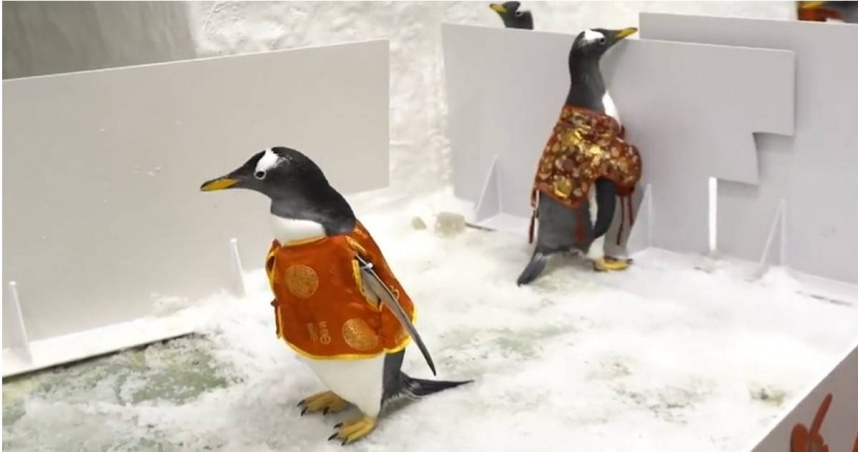 An aquarium in China held a unique penguin wedding, complete with traditional red attire and a seafood banquet. Visitors in Dalian enjoyed the festivities through the glass.