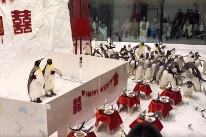 An aquarium in China held a unique penguin wedding, complete with traditional red attire and a seafood banquet. Visitors in Dalian enjoyed the festivities through the glass.