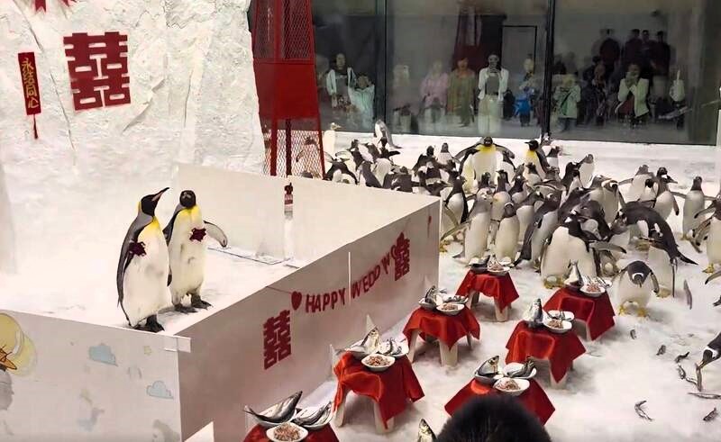 An aquarium in China held a unique penguin wedding, complete with traditional red attire and a seafood banquet. Visitors in Dalian enjoyed the festivities through the glass.