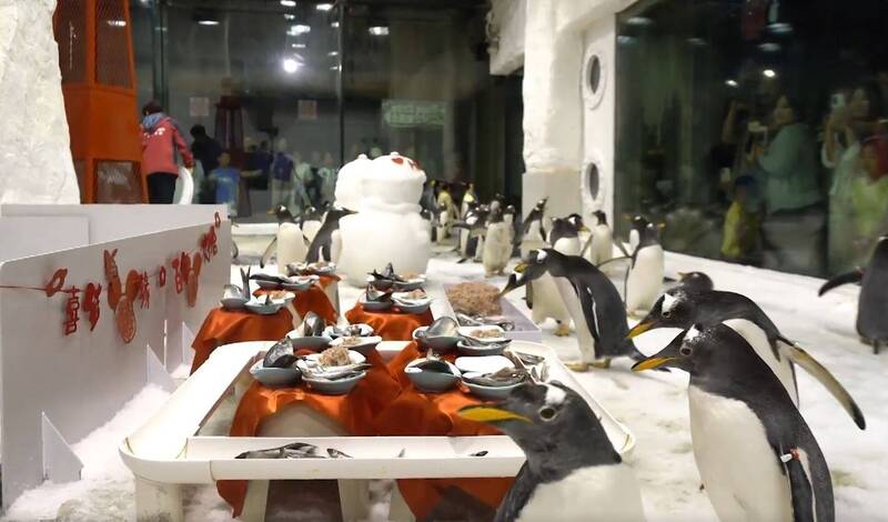 An aquarium in China held a unique penguin wedding, complete with traditional red attire and a seafood banquet. Visitors in Dalian enjoyed the festivities through the glass.