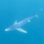 Brave wild swimmer Sue Christopher had a thrilling encounter with two blue sharks in British waters near Tenby, Wales. The bucket-list experience left her exhilarated and amazed.