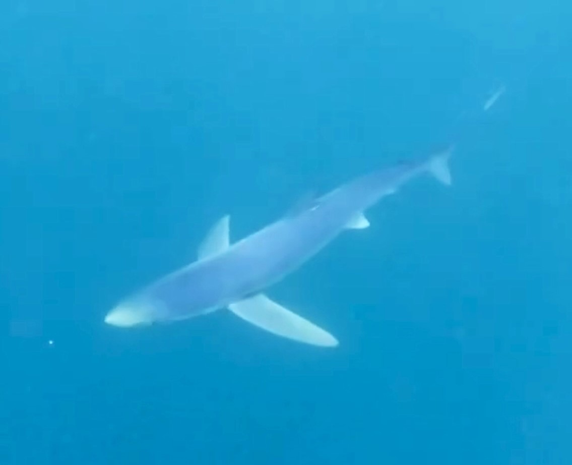 Brave wild swimmer Sue Christopher had a thrilling encounter with two blue sharks in British waters near Tenby, Wales. The bucket-list experience left her exhilarated and amazed.