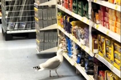 A brazen seagull, named Steven, repeatedly shoplifts food from a B&M store in Llandudno, North Wales. Filmed by locals, the bird has become a local legend despite being a nuisance.