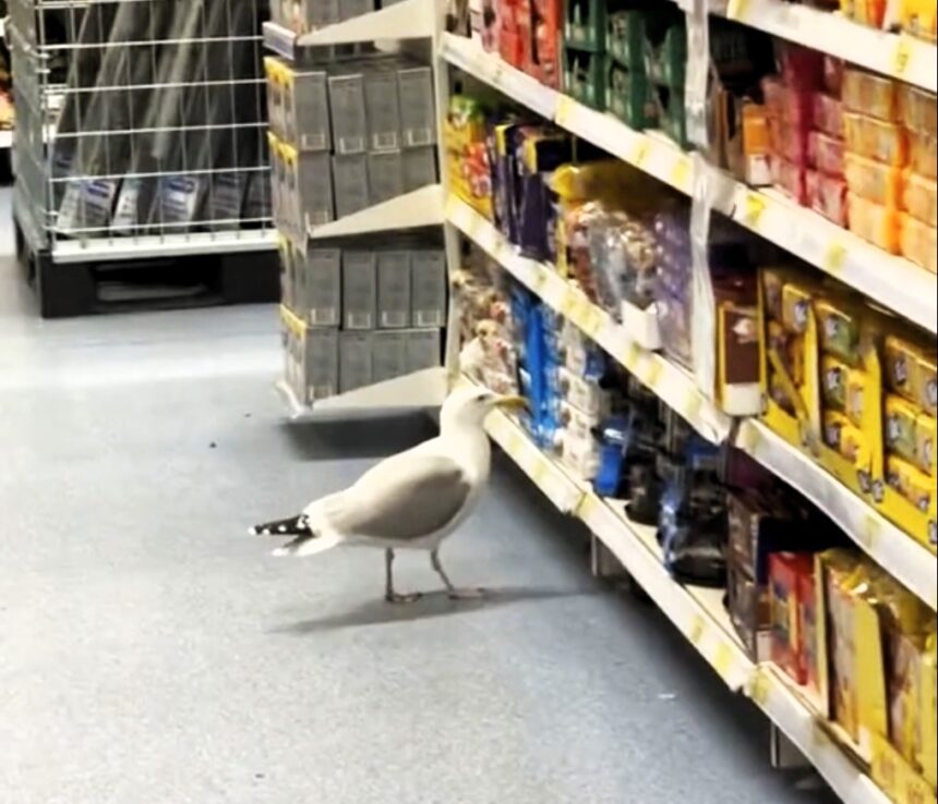 A brazen seagull, named Steven, repeatedly shoplifts food from a B&M store in Llandudno, North Wales. Filmed by locals, the bird has become a local legend despite being a nuisance.