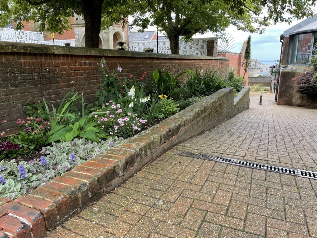 Cannabis plants were found growing in council flower beds on Anglesea Street, Ryde, Isle of Wight, leaving locals amused and speculating about their origins.