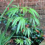 Cannabis plants were found growing in council flower beds on Anglesea Street, Ryde, Isle of Wight, leaving locals amused and speculating about their origins.