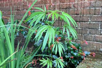 Cannabis plants were found growing in council flower beds on Anglesea Street, Ryde, Isle of Wight, leaving locals amused and speculating about their origins.