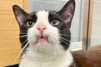 Vali, a black-and-white cat with a permanent toothy grin, finally finds her forever home after two failed adoptions, bringing joy and purrs to her new family.