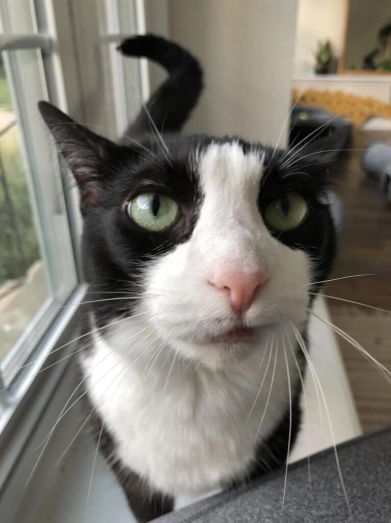 Vali, a black-and-white cat with a permanent toothy grin, finally finds her forever home after two failed adoptions, bringing joy and purrs to her new family.