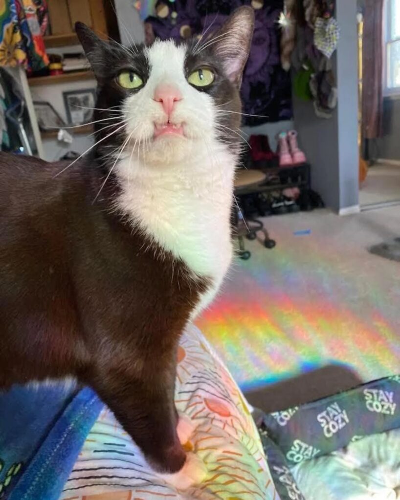 Vali, a black-and-white cat with a permanent toothy grin, finally finds her forever home after two failed adoptions, bringing joy and purrs to her new family.