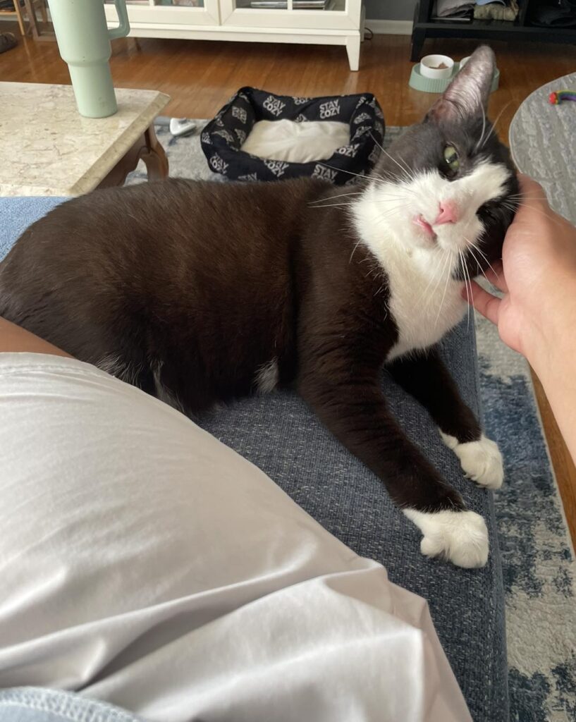 Vali, a black-and-white cat with a permanent toothy grin, finally finds her forever home after two failed adoptions, bringing joy and purrs to her new family.